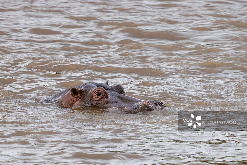 海豹在海中游泳的特写镜头图片素材