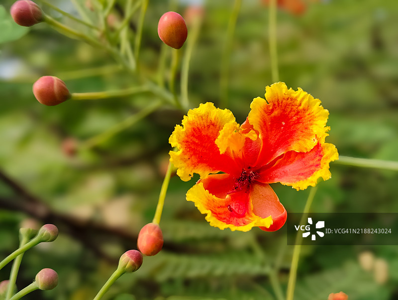 开花植物的特写镜头图片素材