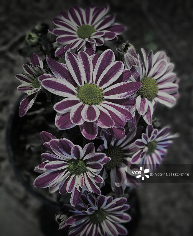 粉色花朵的特写镜头图片素材