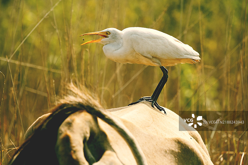 印度奥里萨邦桑达尔加的马上的大白鹭特写镜头图片素材
