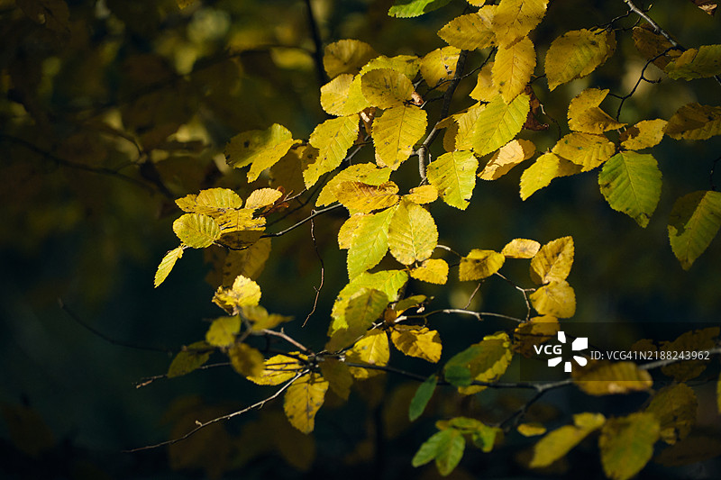 黄色开花植物叶子的特写图片素材