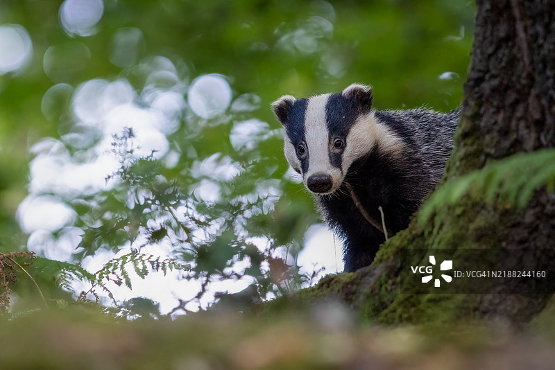 树干上的熊特写，萨里，英国图片素材