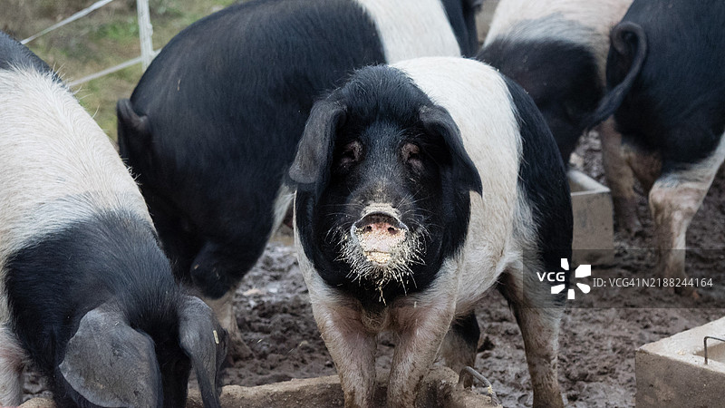 猪的特写镜头图片素材