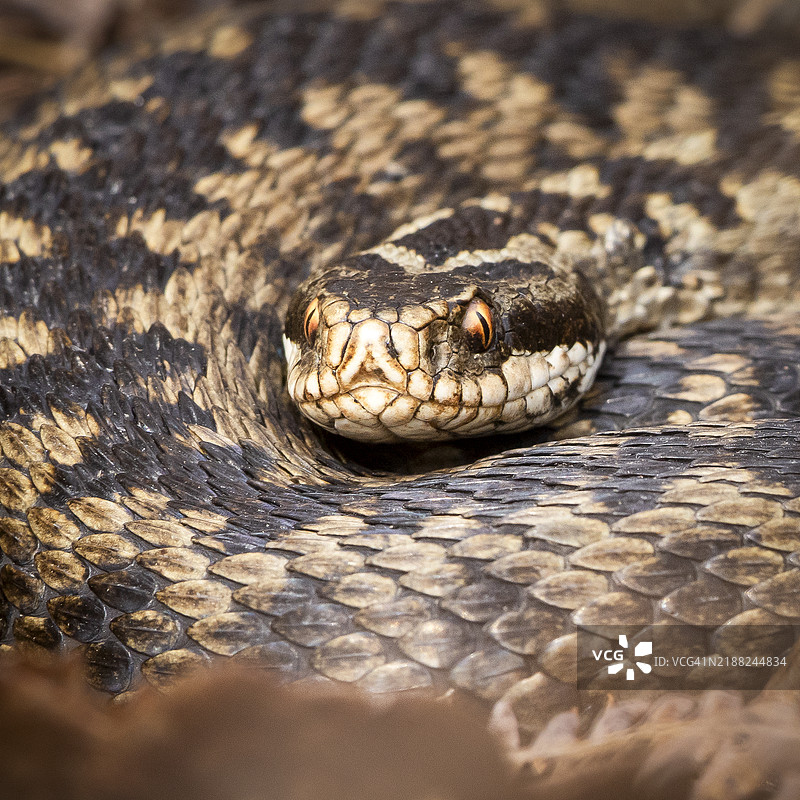 毒蛇特写图片素材