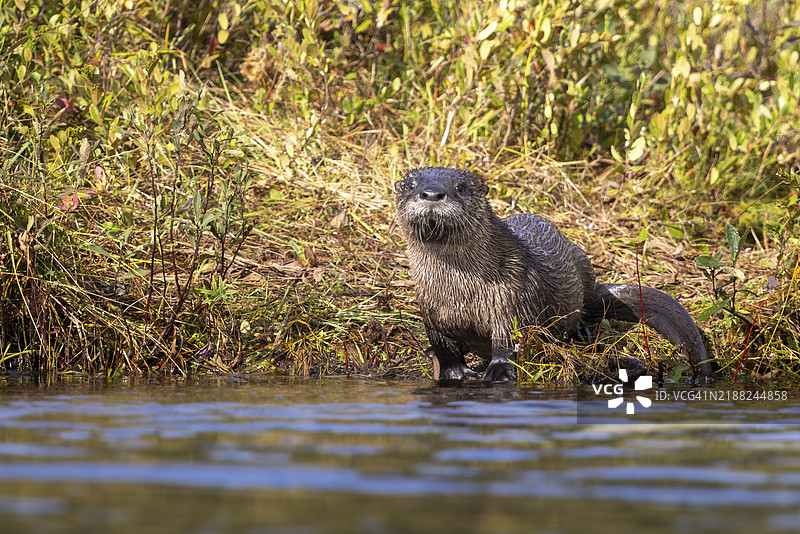 湖中游泳的海豹肖像图片素材