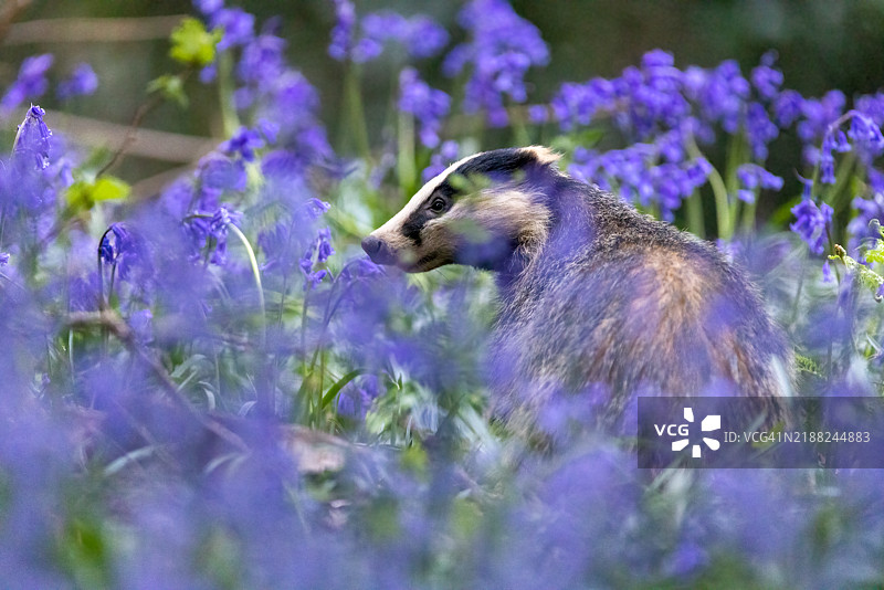 紫色开花植物的特写镜头图片素材