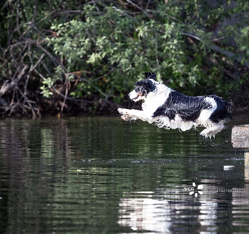 纯种柯利犬在湖中奔跑的侧面视图，华盛顿州肯特，美国图片素材