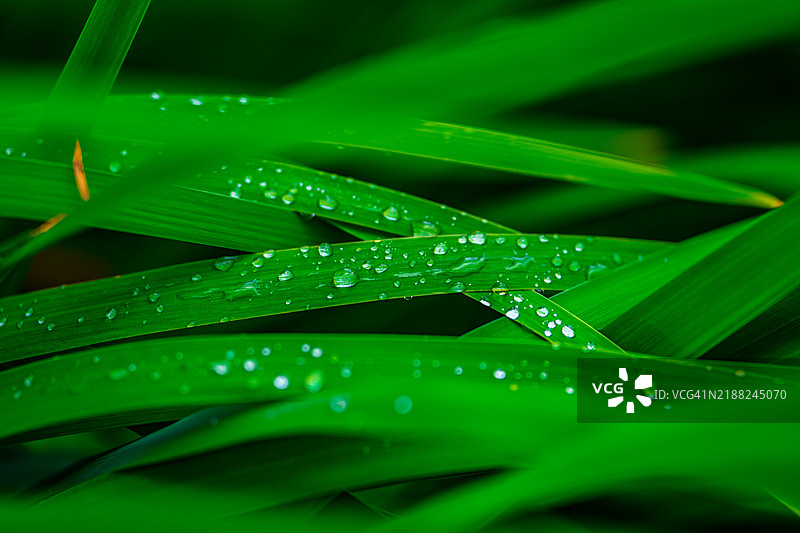 雨季期间，乔治亚州阿尔法雷塔湿润植物叶子的特写图片素材