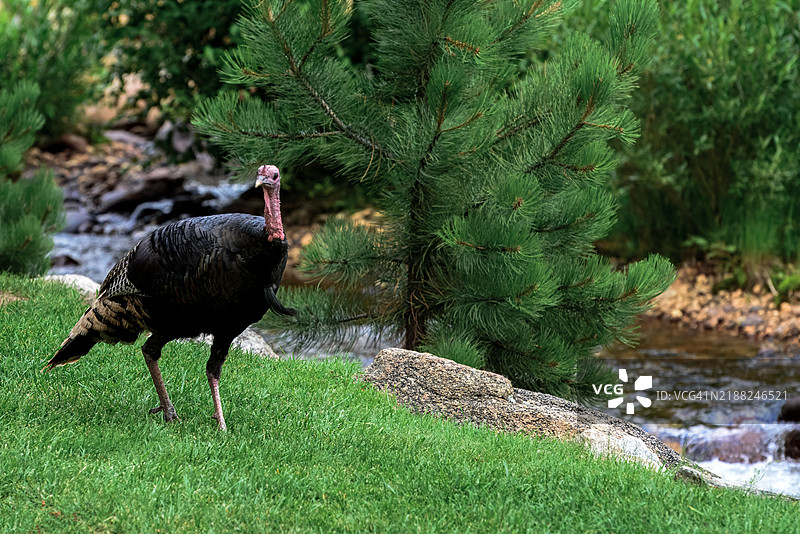 野生火鸡栖息在科罗拉多州的草地上特写镜头， 美国图片素材