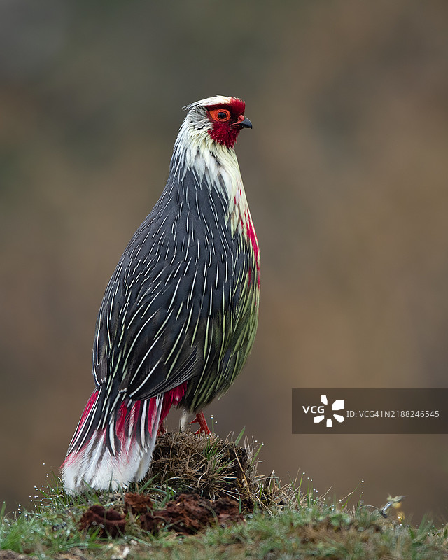 啄木鸟特写镜头图片素材