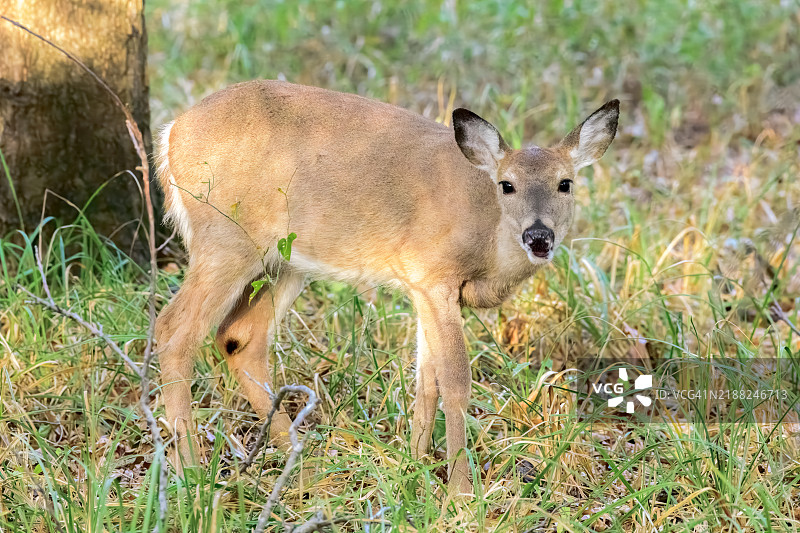 白尾母鹿在草地上站立的肖像，俄克拉荷马州塔尔萨，美国图片素材