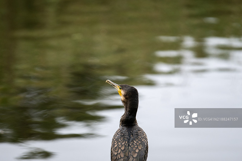 湖中水鸊鷉的特写镜头图片素材