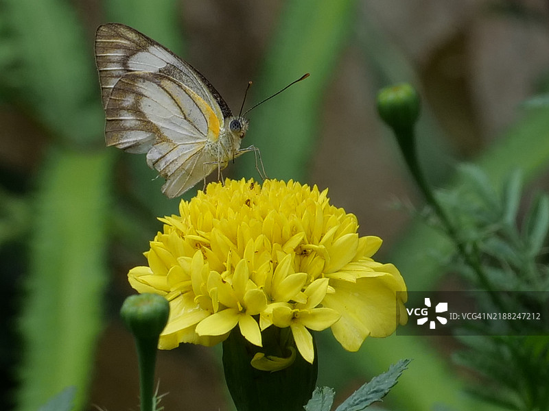 蝴蝶在菲律宾内格罗斯岛瓦伦西亚的黄色花朵上授粉的特写镜头图片素材