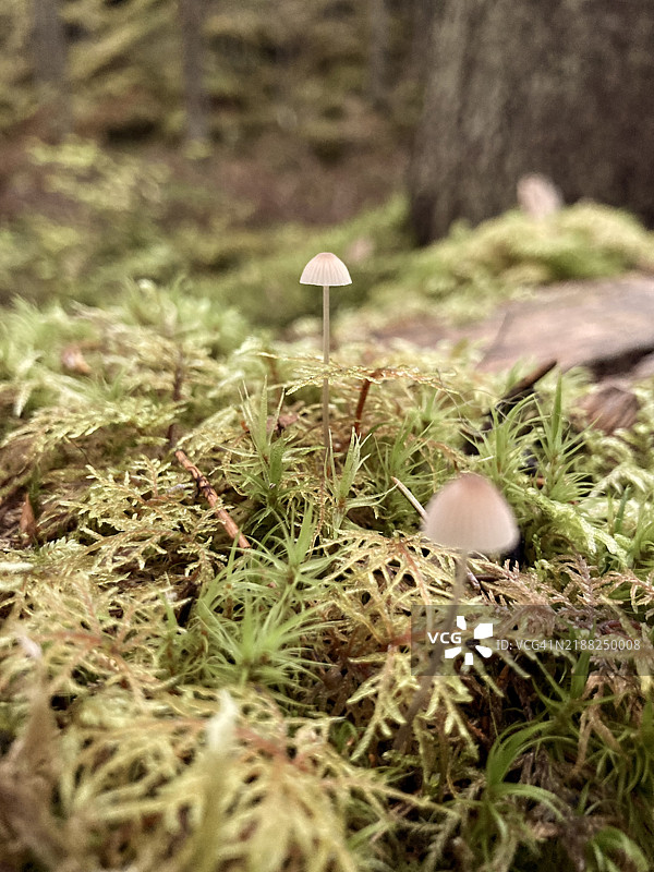 小蘑菇在生长图片素材