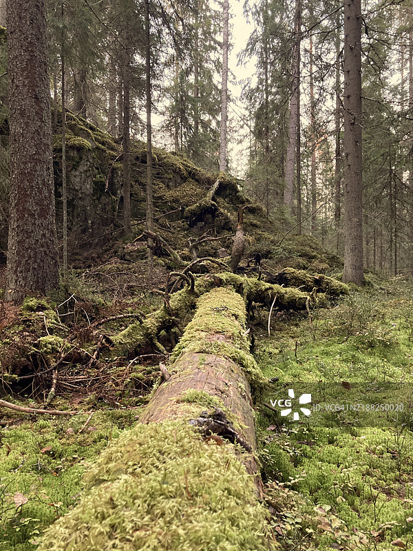 树干上的苔藓图片素材