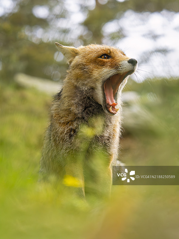 红狐在绿色草地上打哈欠图片素材