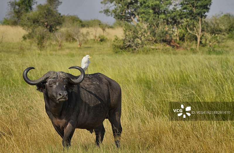 野生非洲开普水牛与白鹭图片素材