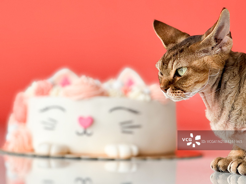 德文卷毛猫旁边放着一个可爱的自制猫形蛋糕，背景为粉色。图片素材