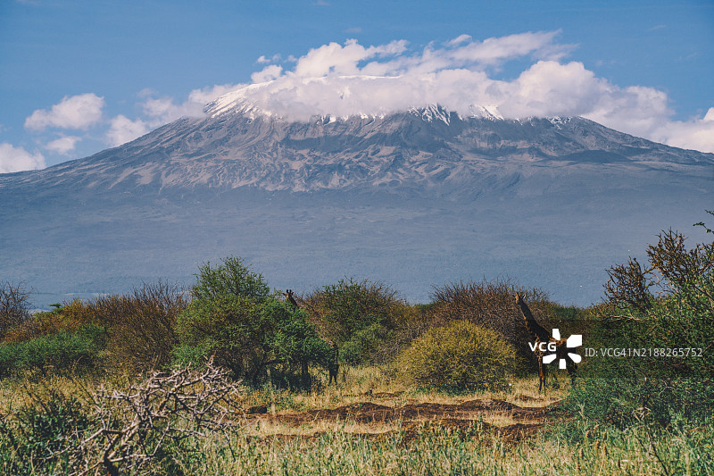安博塞利国家公园的马赛长颈鹿与基利曼贺山相映成趣图片素材