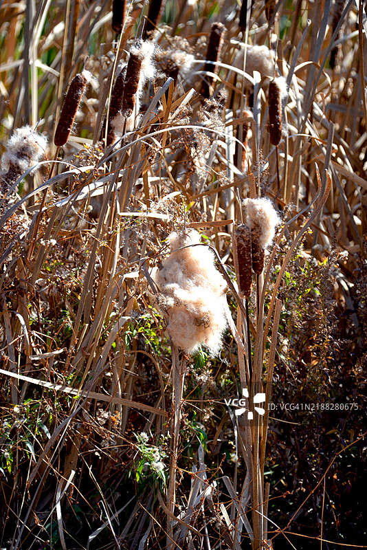 博格斯池塘的芦苇图片素材