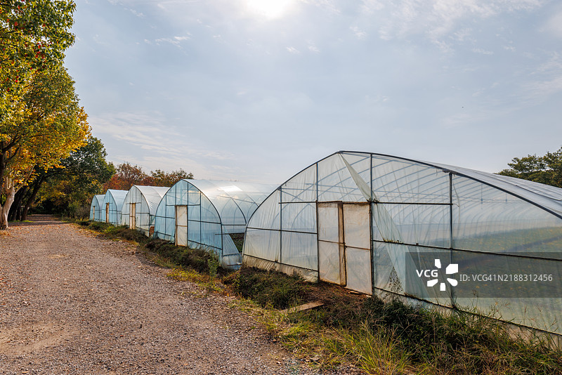 森林中的温室与花卉图片素材