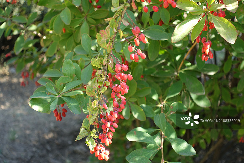 九月中旬的红果小檗垂枝图片素材