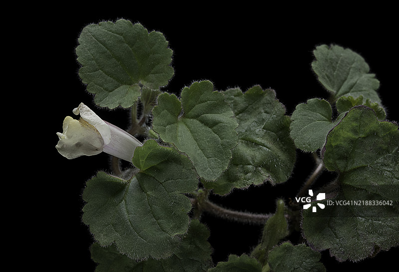 匍匐龙芽草（爬行的喇叭花）图片素材