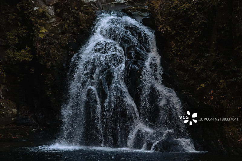 高速摄影的树枝落下（快门速度1/2500秒）图片素材