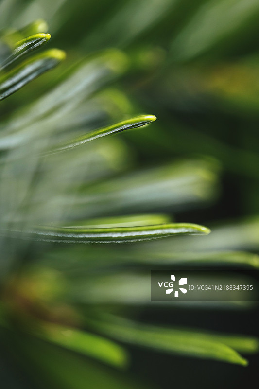 绿色云杉圣诞树枝图片素材