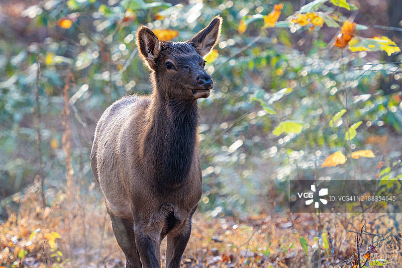 冬季寒晨，森林中呼出的蒸汽的麋鹿图片素材