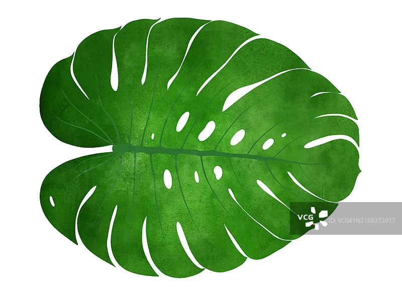 热带极简主义的水彩画叶子。怪兽梦。常青优雅。自然的本质。现代叶子艺术。图片素材