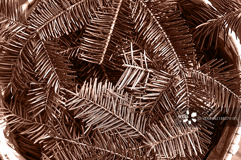 干松针特写，呈棕色苔藓2025色图片素材