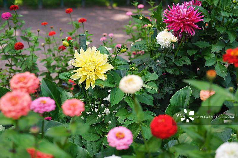 夏季和秋季的花卉图片，展示了五彩缤纷的可收藏大丽花和百日草图片素材