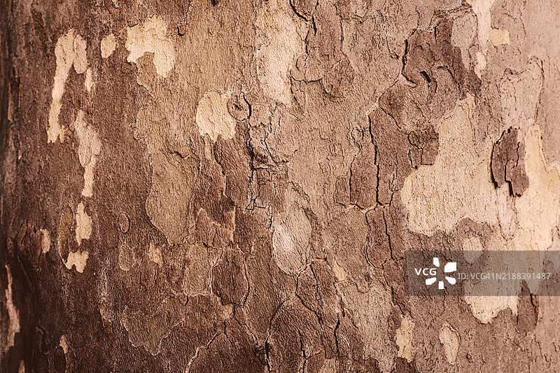 特写的树皮纹理，展现自然的图案和色彩。展示2025年的流行色：摩卡慕斯。图片素材