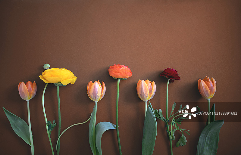 春天的花朵。图片素材