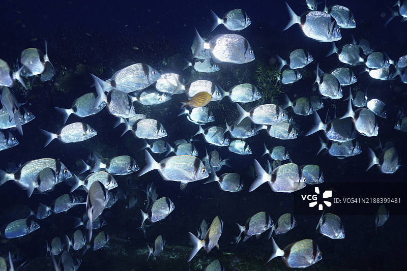 一大群闪亮的鱼，双带海鲷（Diplodus vulgaris），在黑暗的水中游动，潜水地点为沉船“勒多纳托”，吉恩半岛，普罗旺斯阿尔卑斯蓝色海岸，法国，欧洲图片素材