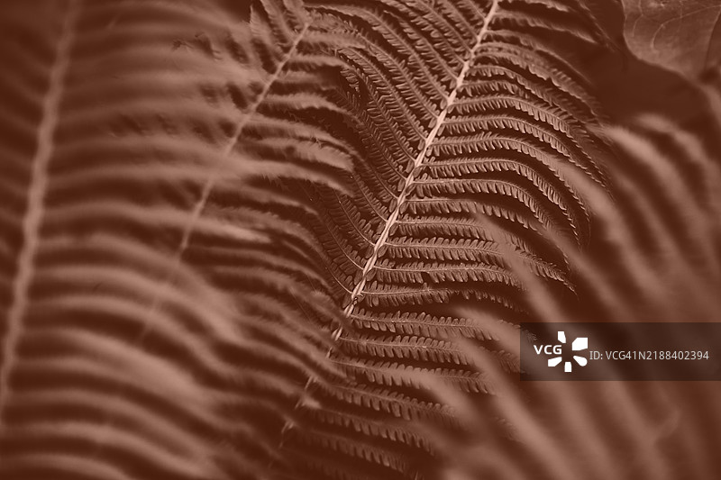 棕色蕨类植物叶子的特写，展现出复杂的细节和自然之美图片素材