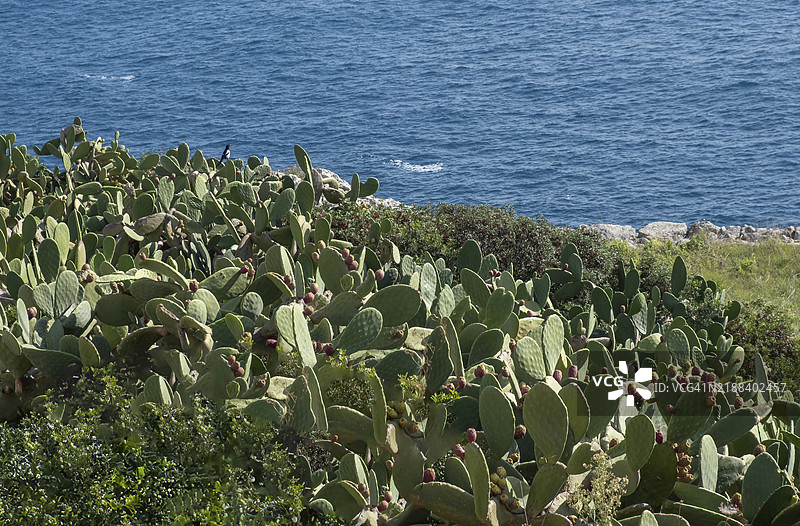 海边的仙人掌果，意大利阿普利亚州萨伦托的圣玛丽亚迪莱乌卡图片素材