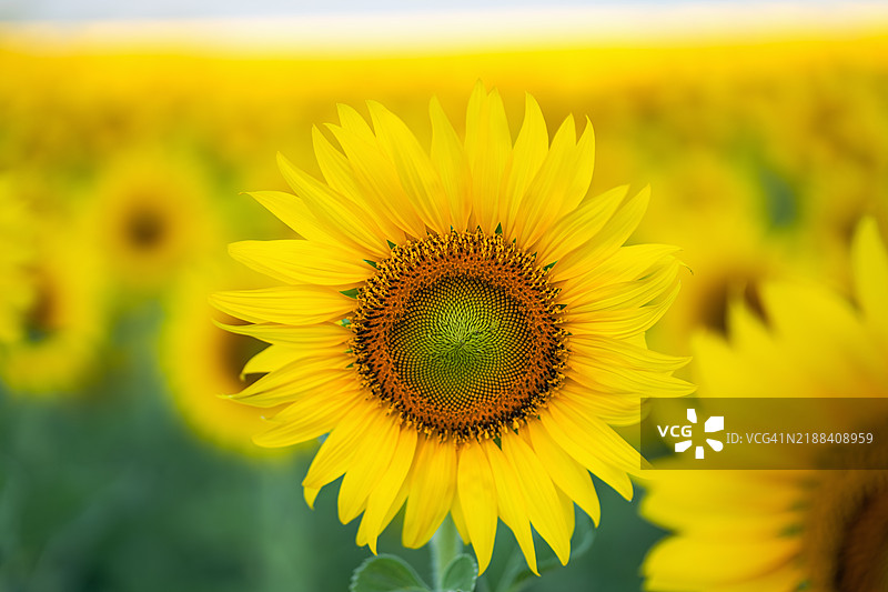 早晨阳光下盛开的向日葵图片素材