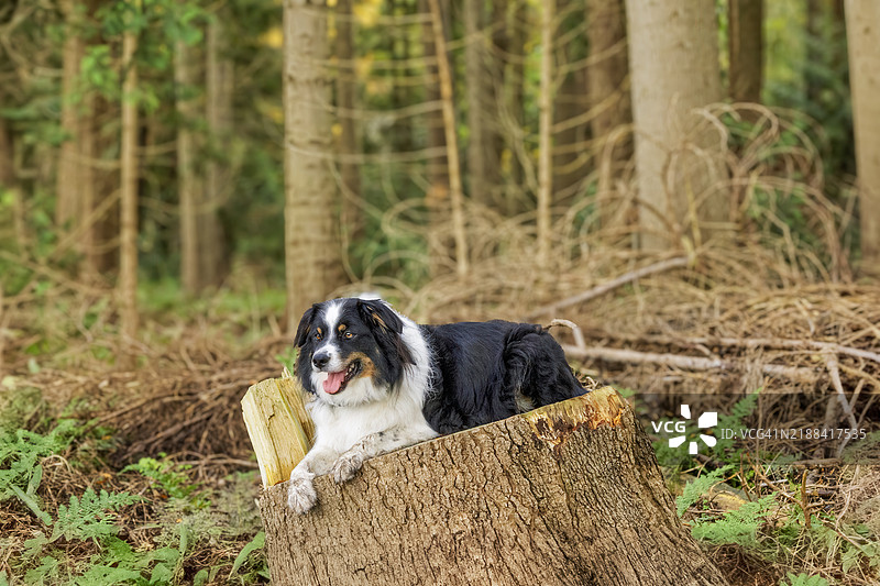 纯种柯利犬坐在森林中的肖像图片素材