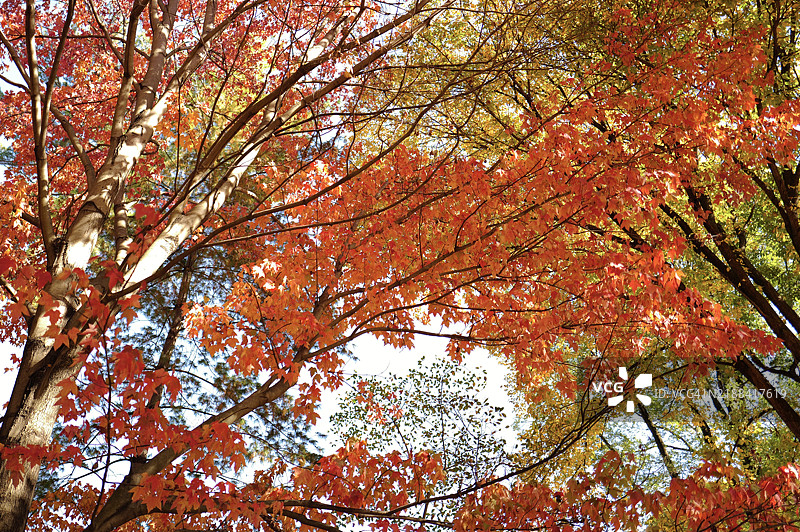 秋天的树木，华盛顿，哥伦比亚特区，美国图片素材