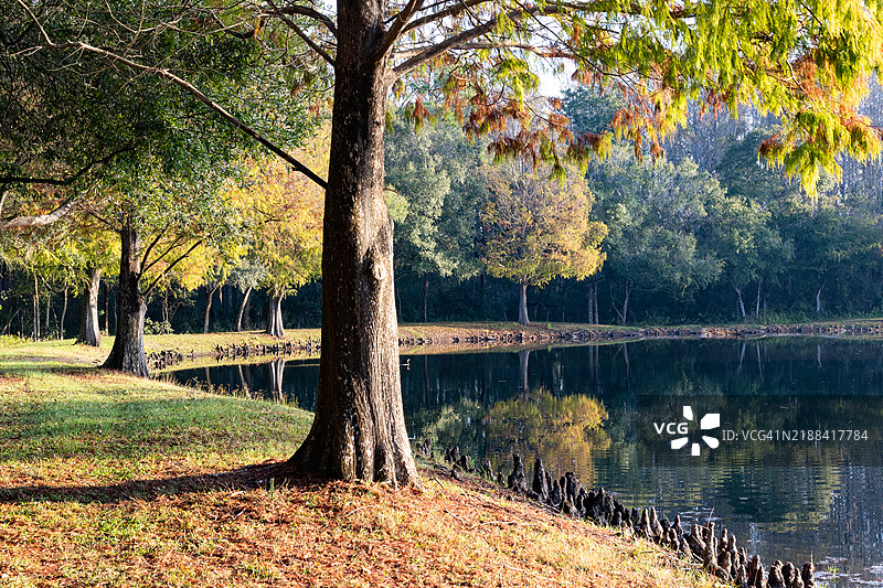 秋天佛罗里达州棕榈港森林湖边的树木图片素材