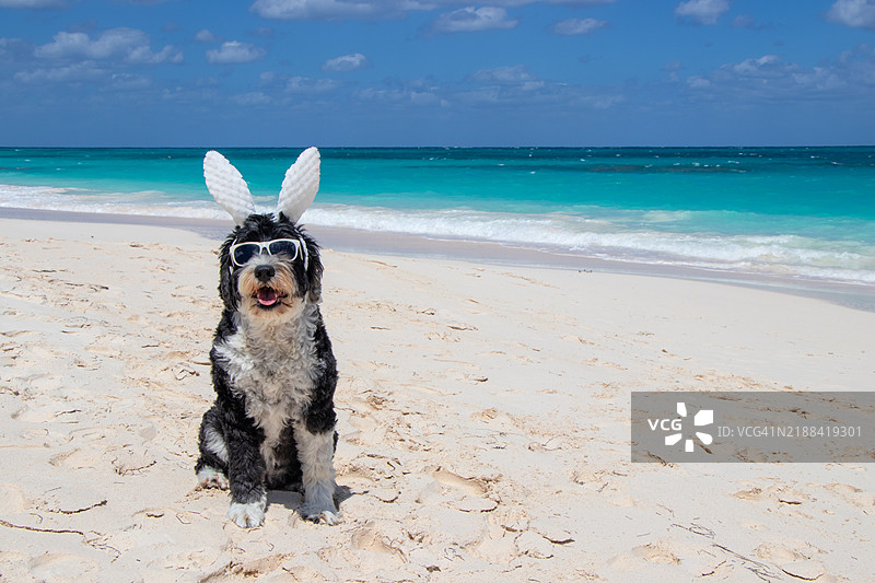 穿着兔耳朵的狗在巴哈马阿巴科群岛的霍普镇热带海滩上图片素材