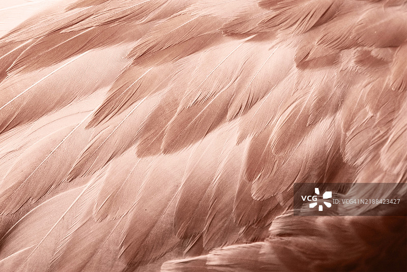 柔软的棕色羽毛特写，形成精致而有纹理的图案。展示摩卡慕斯 - 时尚2025图片素材