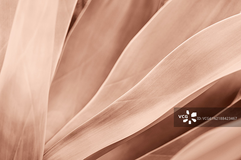 特写的龙舌兰叶，流动的抽象图案。展示2025年的流行色：摩卡慕斯。图片素材