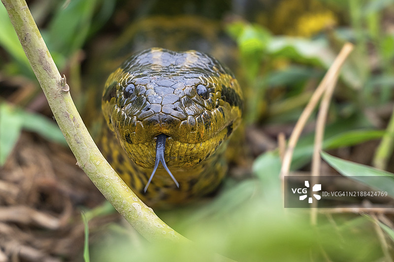 黄蟒（Eunectes notaeus），也称为巴拉圭蟒或南方蟒，蟒科（Boidae），眼神接触，动物肖像，潘塔纳尔，内陆，湿地，联合国教科文组织生物圈保护区，世界遗产，湿地生境，巴西马托格罗索，南美洲图片素材