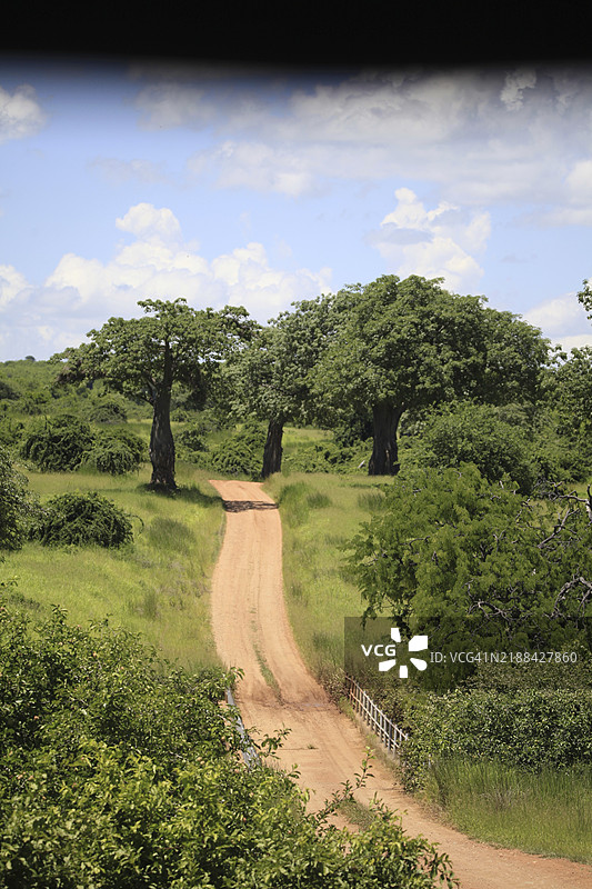 猴面包树大道，猴面包树，鲁哈国家公园，坦桑尼亚，非洲图片素材