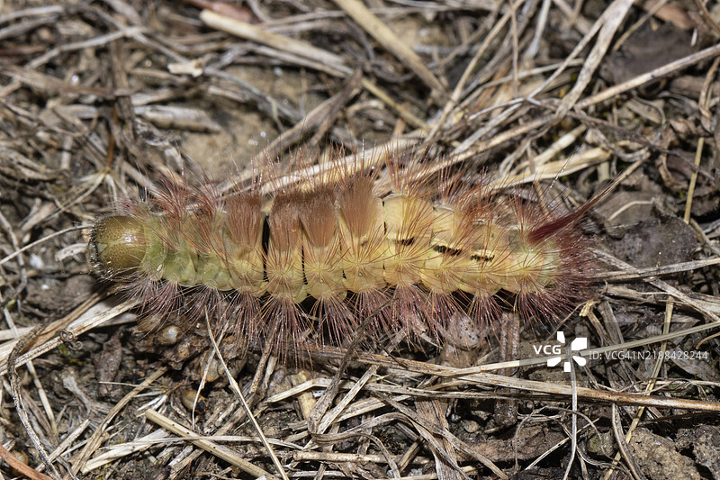 榉树红尾蝶幼虫在地面上，左侧有棕色的茎。图片素材