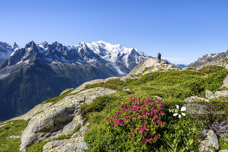 登山者在阿尔卑斯玫瑰环绕的山地风景中,蒙特布朗峰的冰川山顶全景,蒙特布朗山脉,红尖峰,霞慕尼-蒙特布朗,奥塔瓦州,法国,欧洲图片素材
