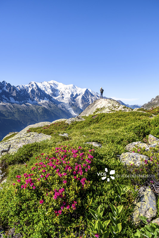登山者在阿尔卑斯玫瑰环绕的山地风景中，蒙特布朗峰的冰川山顶全景，蒙特布朗山脉，红尖峰，霞慕尼-蒙特布朗，奥塔瓦州，法国，欧洲图片素材